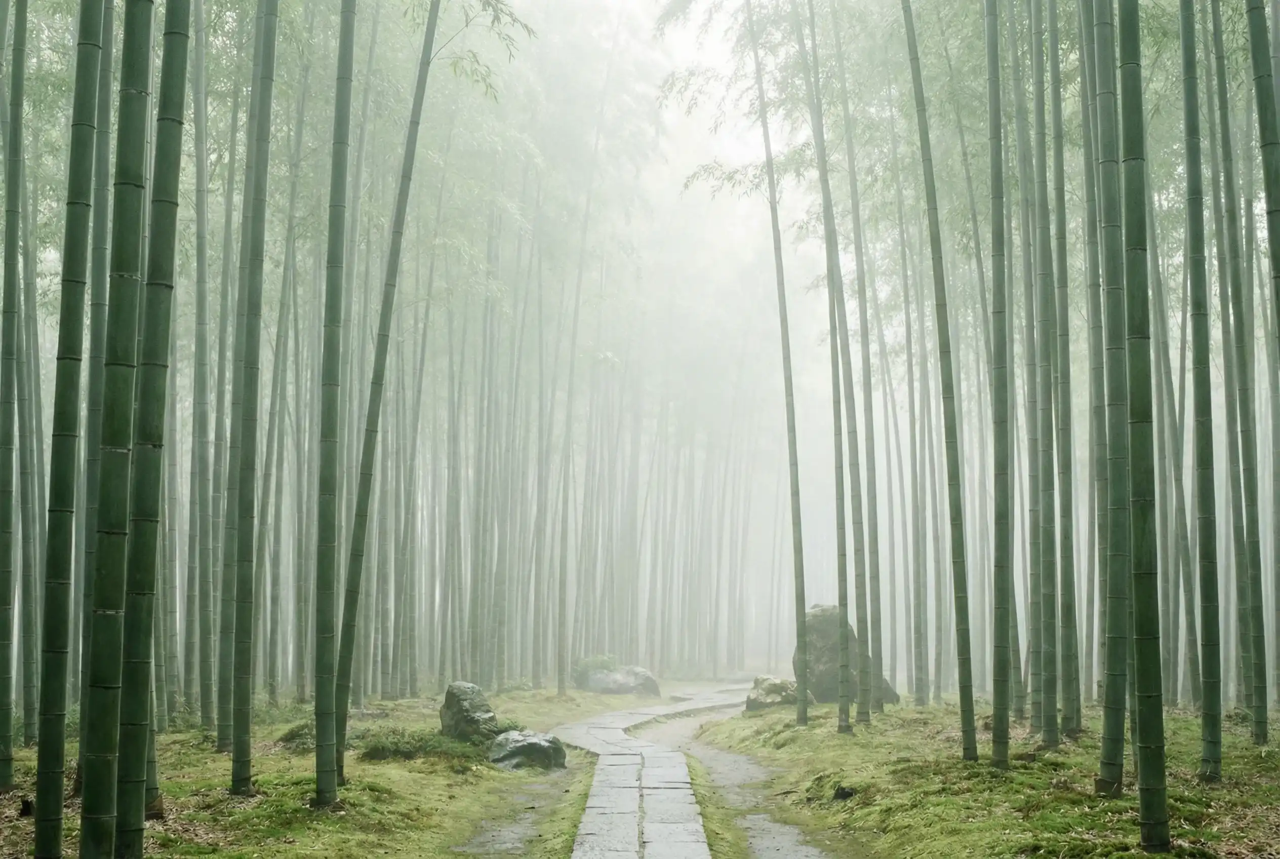 澳洲pk10 自然恩赐计划竹林背景